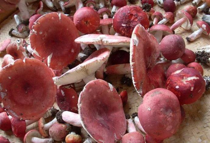 红菌菇的食用方法，红菌菇怎么做更好吃？