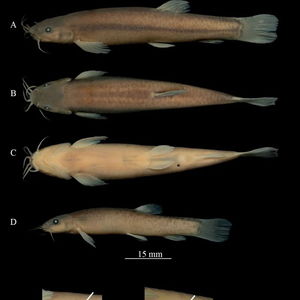 广西发现一种洞穴鱼新物种_又上新！我国科研人员发现洞穴鱼类新物种