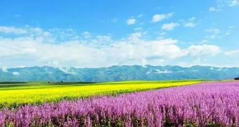 新疆草地配彩虹对眼睛友好极了_新疆是一道彩虹，浓抹的彩色是生活，重涂的彩色是生命